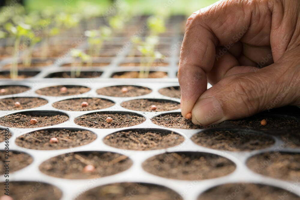 Farmer's hand planting seeds in soil in nursery tray